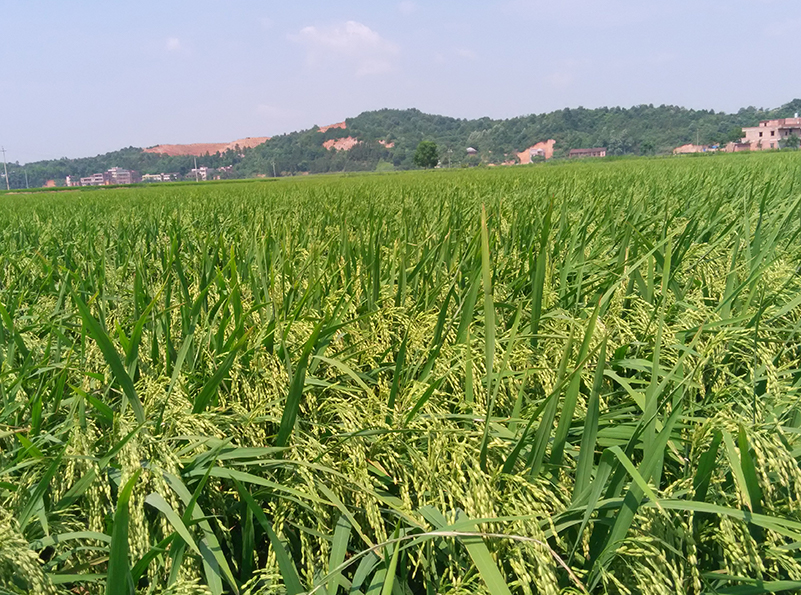 土壤水分测量仪