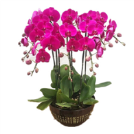 蝴蝶蘭盆栽苗 花苗